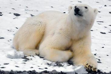 Female Polar bear, Northwest Passage © Etienne Pierart